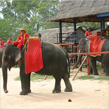 태국 코끼리 트랙킹 관광지 이미지